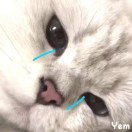 Y